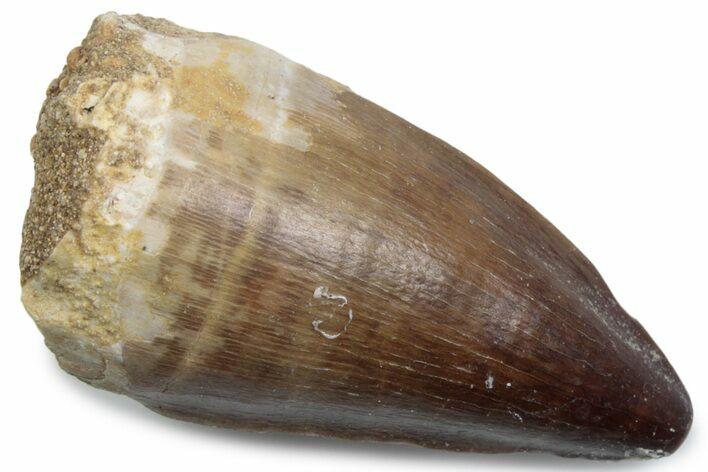 Fossil Mosasaur (Thalassotitan) Tooth - Morocco #384034